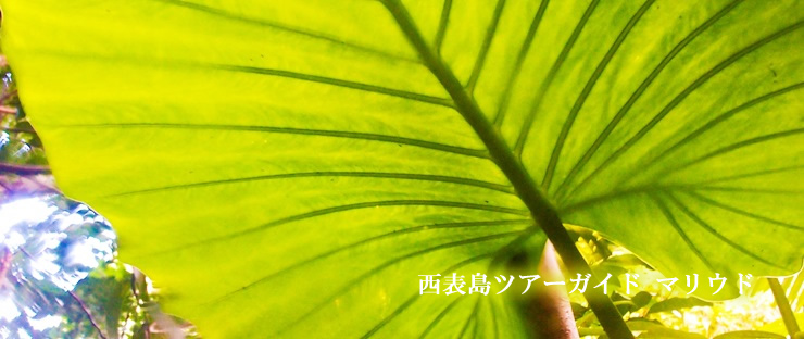 西表島ツアーガイド・マリウド