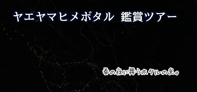 ヤエヤマヒメボタル鑑賞ツアー
