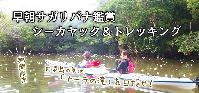 早朝サガリバナ鑑賞シーカヤック&トレッキング