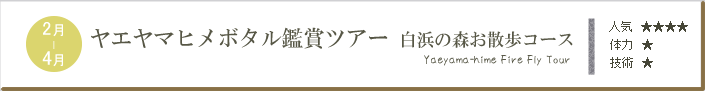 ヤエヤマヒメボタル鑑賞ツアー