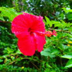 半日　ピナイサーラの滝