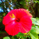 ピナイサーラの滝