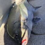 オーナーのジギング🎣