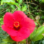 半日ツアー　ピナイサーラの滝